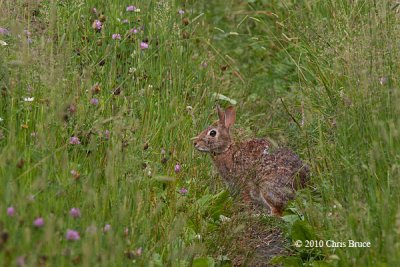 Eastern Cottontail