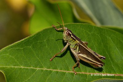 Red-legged Grasshopper (Melanoplus femurrubrum)