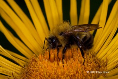 Ele-Bumblebee II (Bombus sp. on Elecampane)