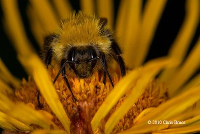 Ele-Bumblebee I (<em>Bombus sp.</em> on Elecampane)