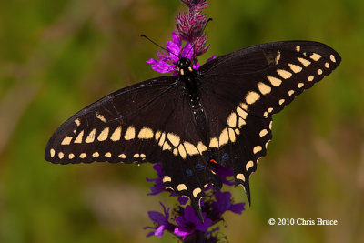 Black Swallowtail (Papilio polyxenes)