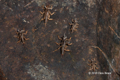 Powdered Dancer larval skins (Argia moesta)