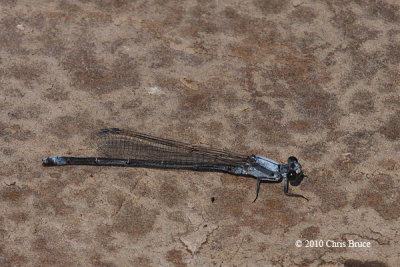 Powdered Dancer male (Argia moesta)