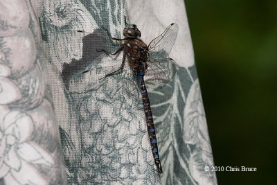 Variable Darner (Aeshna interrupta)