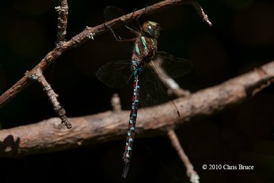 Black-tipped Darner (Aeshna tuberculifera)