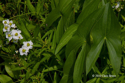 Wapato (Sagittaria latifolia)