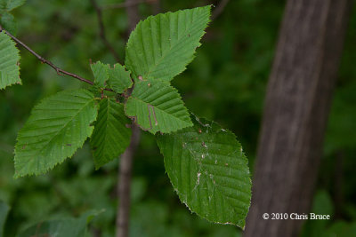 Blue-Beech leaves