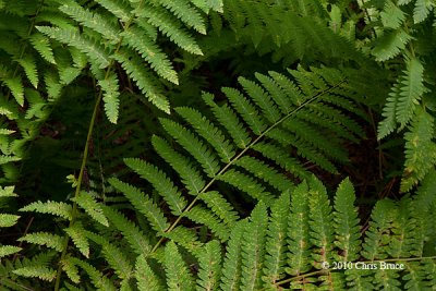 Interrupted Fern (<em>Osmunda claytoniana</em>)