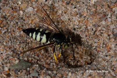 Sand Wasp (Bicyrtes sp.)