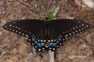 Black Swallowtail (Papilio polyxenes)