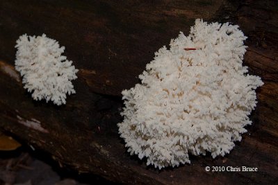 Comb Tooth (Hericium coralloides)