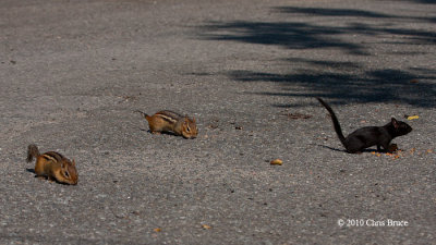 Black (melanistic) Eastern Chipmunk with regular Eastern Chipmunks