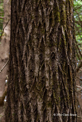Butternut trunk (Juglans cinerea)