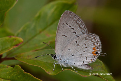 Eastern Tailed Blue (Everes comyntas)