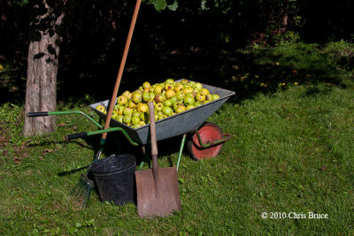 Apple Harvest