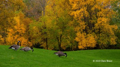Grazing Canada Geese