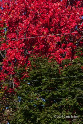 Trees of a Different Color