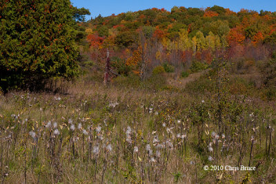October Rural Meadow (Trail 5)