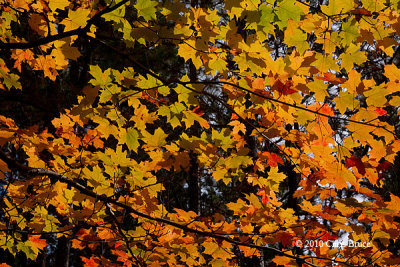 Fall, Backlit