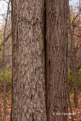 Butternut trunks