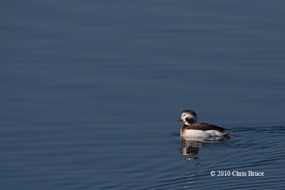 Long-tailed Duck (female)