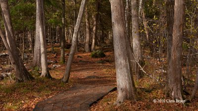 Stony Swamp Forest Scene