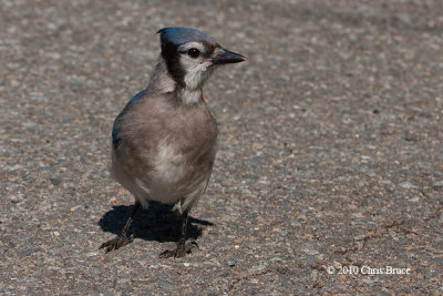 Blue Jay