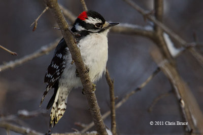 Downy Woodpecker (male)