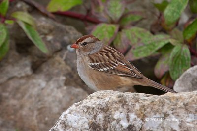 White-crowned Sparrow (juvenile)