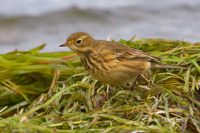 American Pipit