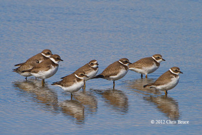 All The King's Plovers