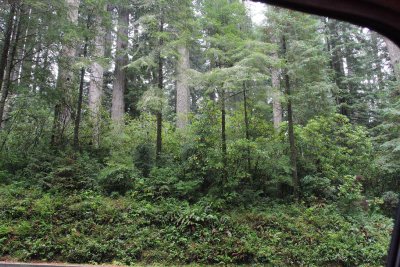 Redwoods & Forest Floor