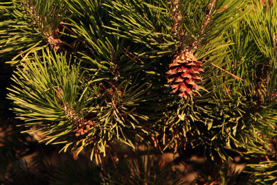 cone1.JPG