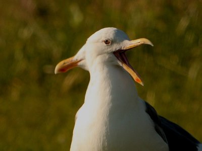 gull1.JPG