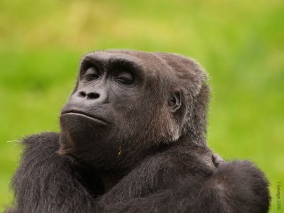 gorilla4106