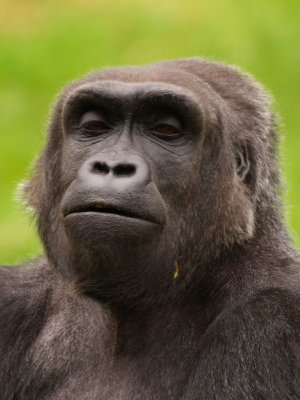gorilla4108