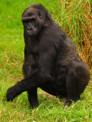gorilla4111