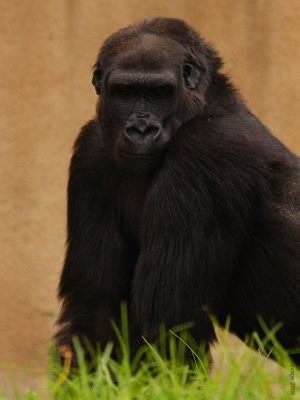gorilla4112