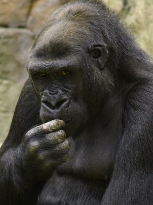 Gorilla