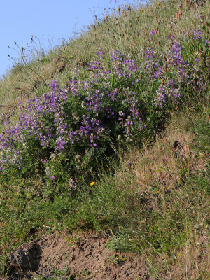 Green Grow the Grasses