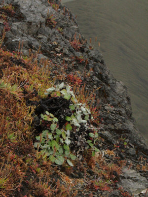 Oregon Coast VIII