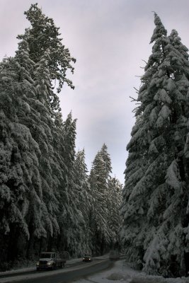A Little Snow In The Redwoods
