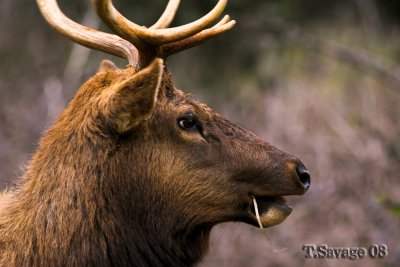 Roosevelt Elk_0001-01.jpg
