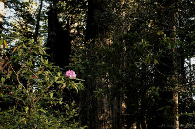 Redwoods0001