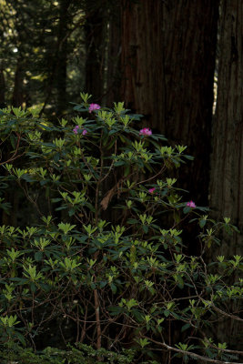 Redwoods0004