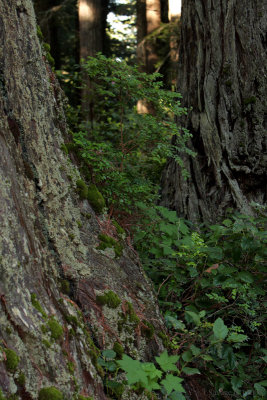 Redwoods0006