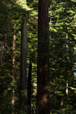 Redwoods0009