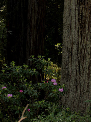 Redwoods0011