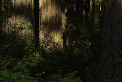 Redwoods0016