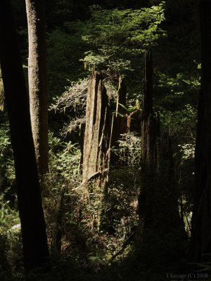 Redwoods0017